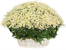Цветочная композиция из Ромашки в корзине #REPLACE_PRED# Железногорске-Илимском